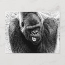 Search for silverback gorilla postcards Primate