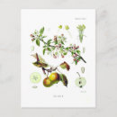 Search for malu postcards Fruit