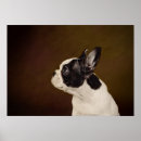 Search for frenchie posters Funny