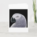Search for african grey parrot cards Congo
