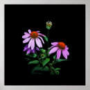 Search for vibrant flowers posters Gardening