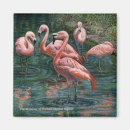 Search for flocking magnets Tropical