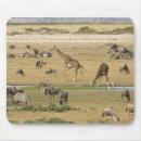 Search for migrator mousepads Kenya