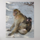 Search for barbary posters Gibraltar