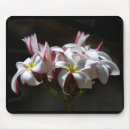 Search for island electronics Plumeria
