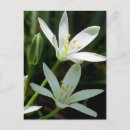 Search for perennials postcards Floral