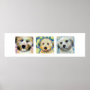 Search for wheaten terrier art Soft