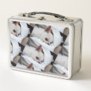Search for photo lunch boxes Cute
