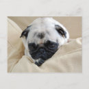 Search for woof postcards Animal