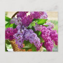 Search for lilacs postcards Floral