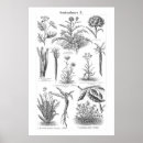 Search for vintage vegetable posters Antique