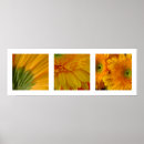 Search for gerberas art Photography
