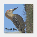 Search for desert bird magnets Nature