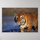 Search for bengal tiger posters Carnivorous