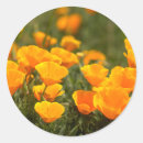 Search for poppies stickers Bright