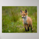 Search for grassy posters Wildlife