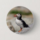 Search for puffins badges Ocean