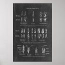 Search for teeths posters Doctor