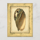 Search for vintage seashell postcards Conch