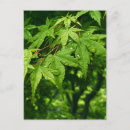 Search for spring leaves postcards Maple
