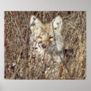 Search for coyotes posters Predators