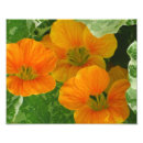 Search for nasturtium posters Nature