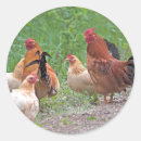 Search for red chicken stickers Hen