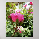 Search for pretty pink roses posters Garden