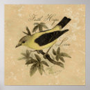 Search for songbird posters Finches