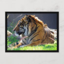 Search for sumatran postcards Wildlife