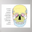 Search for skull bones posters Diagram