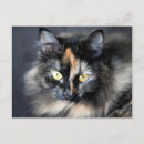 Search for felis postcards Animal