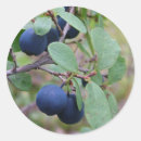 Search for wild blueberries stickers Blueberry