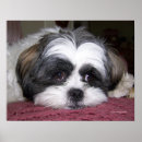 Search for shih tzu art Breed