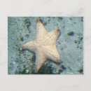Search for starfish postcards Marine life