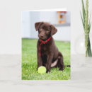 Search for chocolate labrador cards Animal