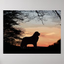 Search for newfoundland dog posters Breed