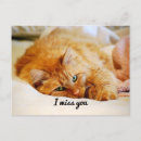 Search for norwegian forest cat postcards Kitty