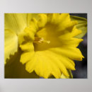 Search for yellow daffodil flowers posters Floral