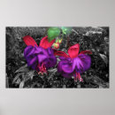 Search for fuchsia flower posters Pink