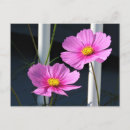 Search for cosmo postcards Pink
