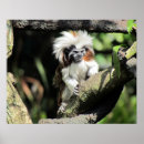Search for primate pics posters Animal