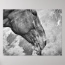 Search for black and white horse posters Western