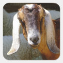 Search for goat milk stickers Animal