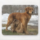 Search for golden retriever mousepads Retrievers