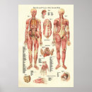 Search for female anatomy posters Muscles
