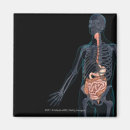 Search for digestive system Human