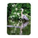 Search for gator magnets Reptile