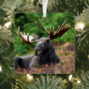 Search for moose christmas tree decorations Wildlife