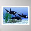 Search for cetacean posters Humpback